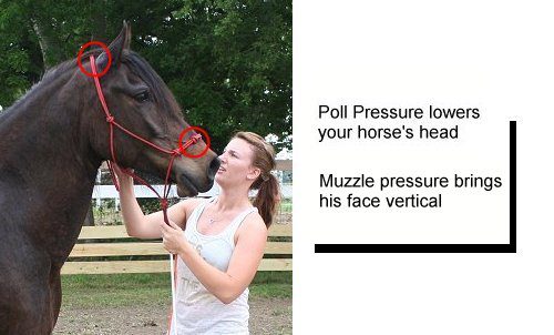 Equine Anatomy: Pressure Points