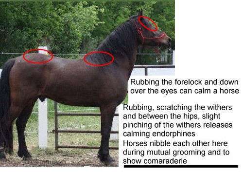 Equine Anatomy: Pressure Points