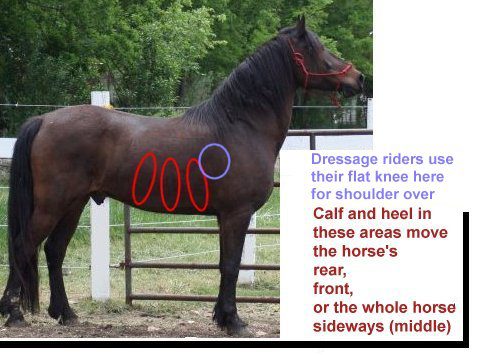 Equine Anatomy: Pressure Points