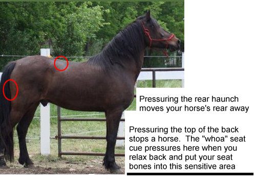 Equine Anatomy: Pressure Points