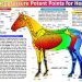 Unleash your horse&#8217;s inner dancer! (questions of biomechanics)