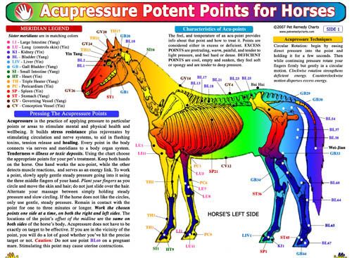 Equine Anatomy: Pressure Points