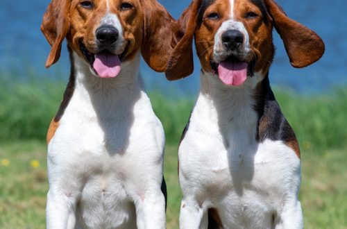 Estonian hound and beagle: comparison, differences and characteristics