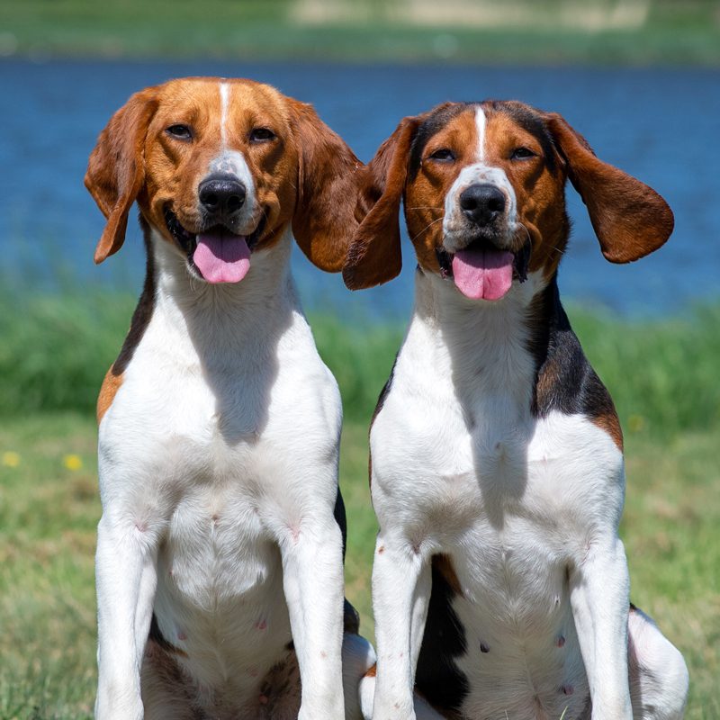 Estonian hound and beagle: comparison, differences and characteristics