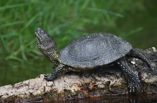 European marsh turtle: character, features of appearance and maintenance at home