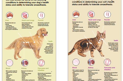 Minden, amit a macskákon végzett vérvizsgálatokról tudni kell