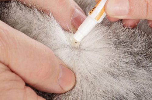 Everything you need to know about cat fleas