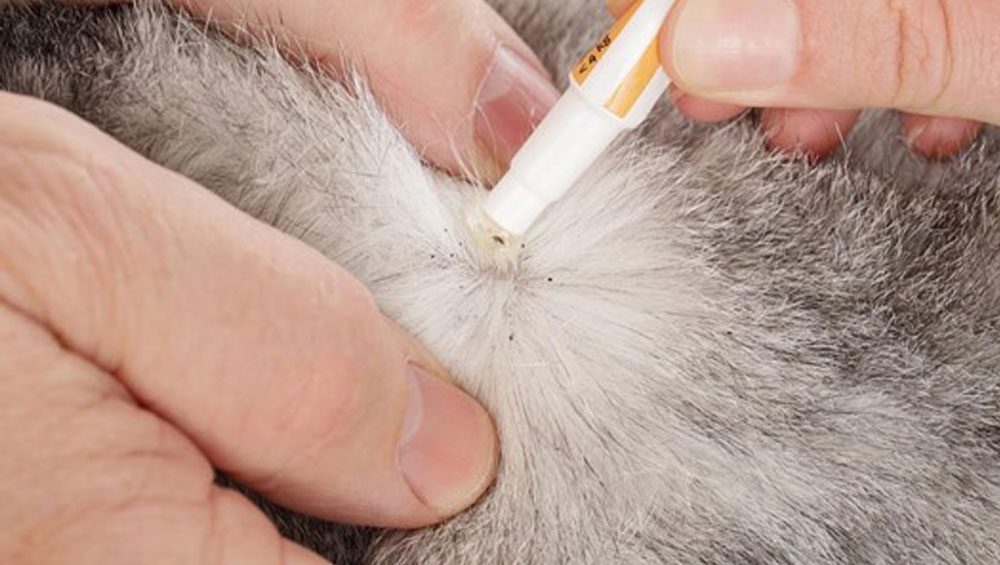 Everything you need to know about cat fleas