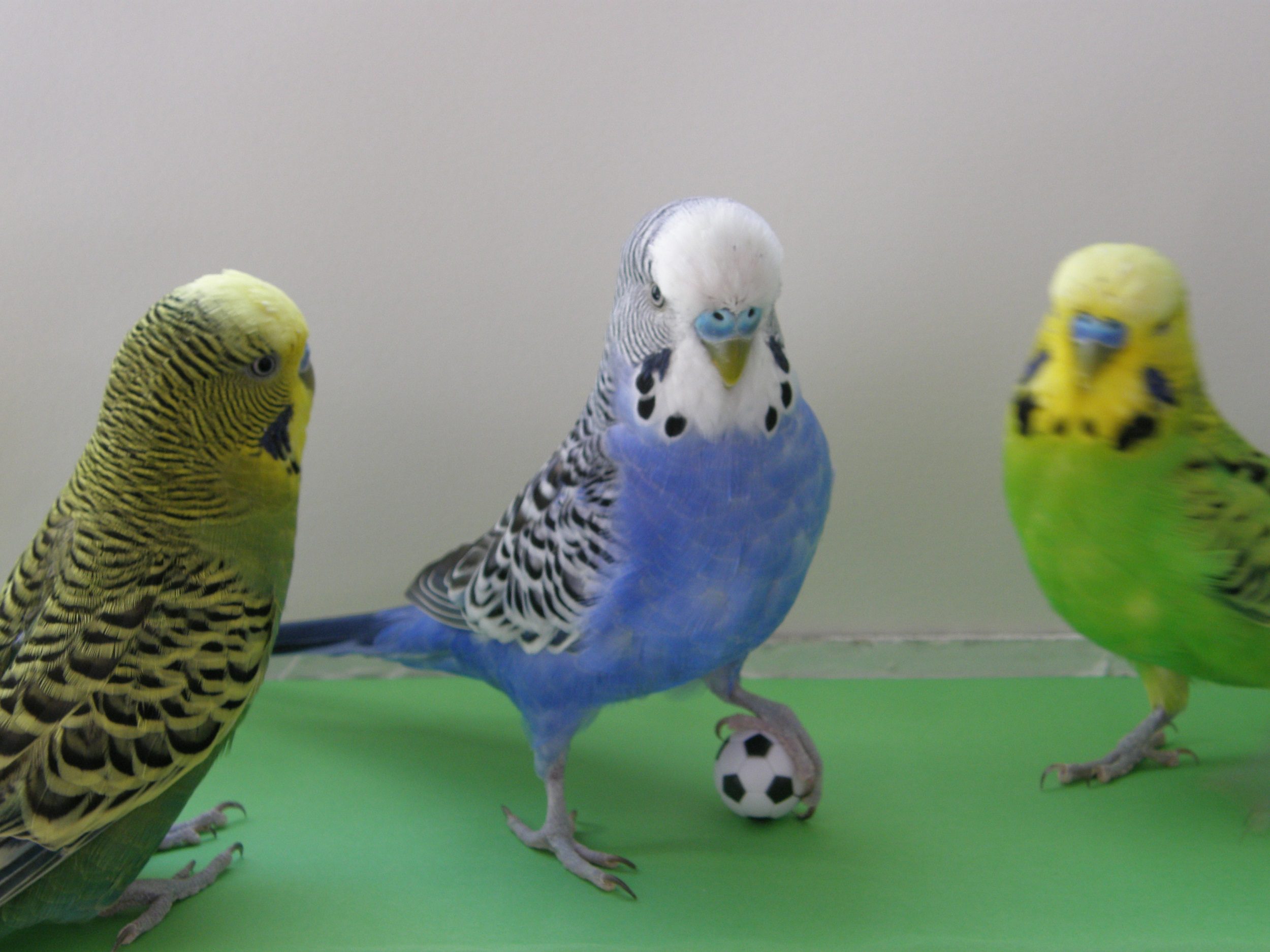 Everything you need to know about the emergence and cultivation of small budgerigars