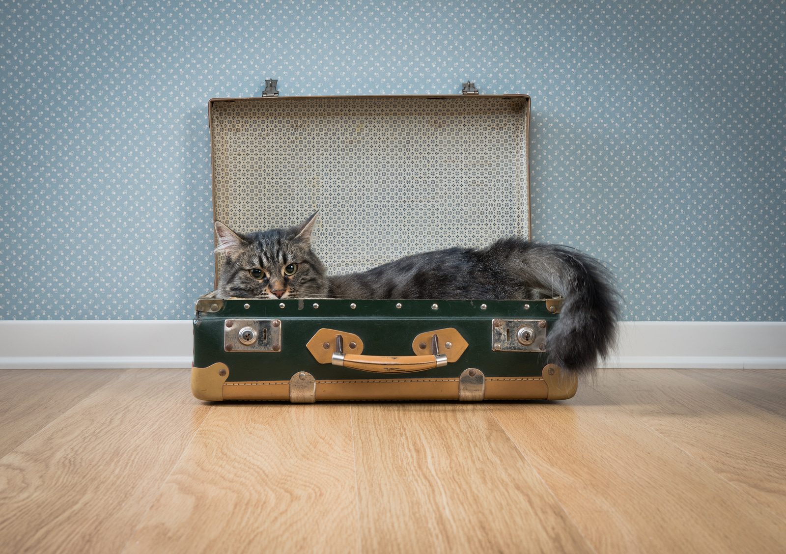Everything you need when traveling with a cat