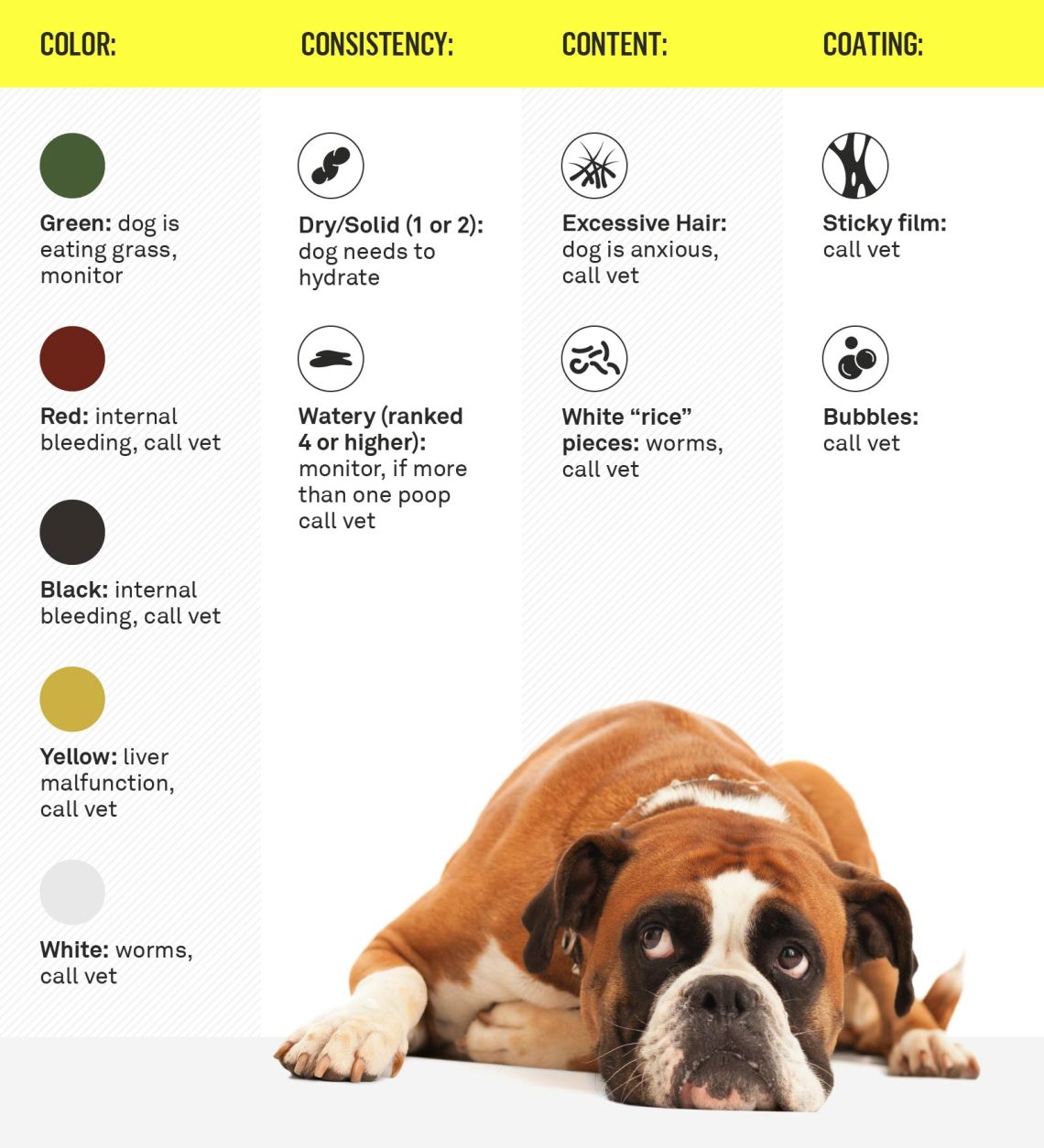 Everything you wanted to know about dog poop