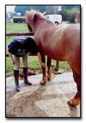 Examining the horse and cleaning it before riding