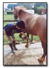 Examining the horse and cleaning it before riding