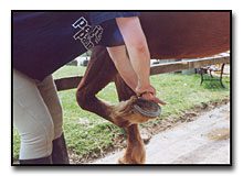 Examining the horse and cleaning it before riding