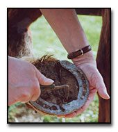 Examining the horse and cleaning it before riding