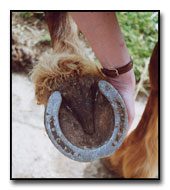 Examining the horse and cleaning it before riding