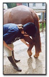 Examining the horse and cleaning it before riding