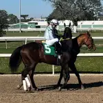 Examining the horse and cleaning it before riding