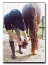 Examining the horse and cleaning it before riding