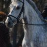 Examining the horse and cleaning it before riding