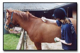 Examining the horse and cleaning it before riding