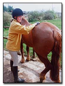 Examining the horse and cleaning it before riding