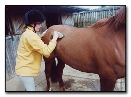 Examining the horse and cleaning it before riding