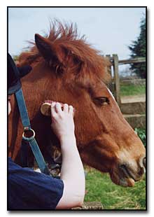 Examining the horse and cleaning it before riding