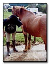 Examining the horse and cleaning it before riding