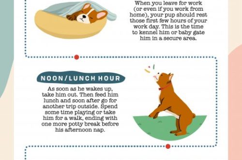 Exercise, the right food and routine for your puppy&#8217;s health