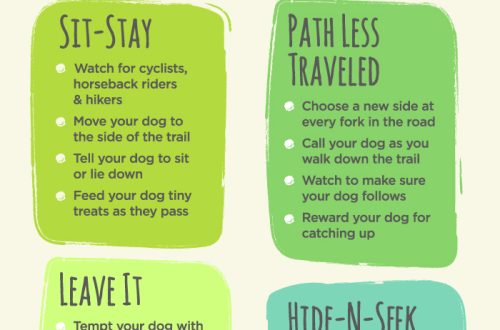 Exercises for an Active Dog Lifestyle
