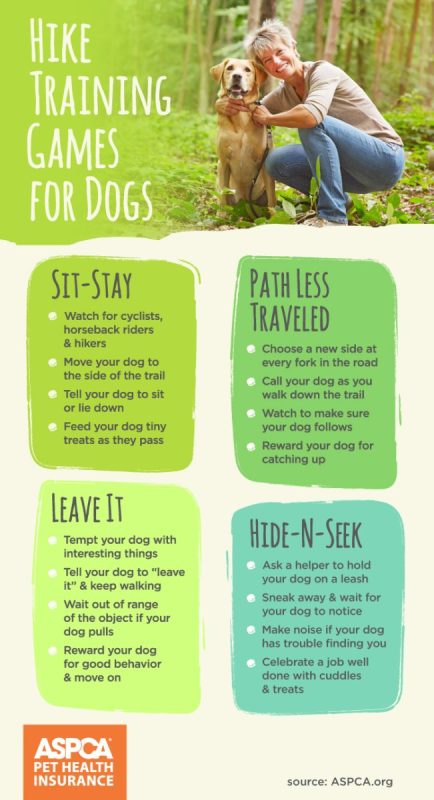 Exercises for an Active Dog Lifestyle