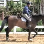 Exercises for Horses Heavy on the Forehand