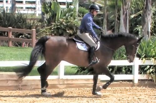 Exercises for Horses Heavy on the Forehand
