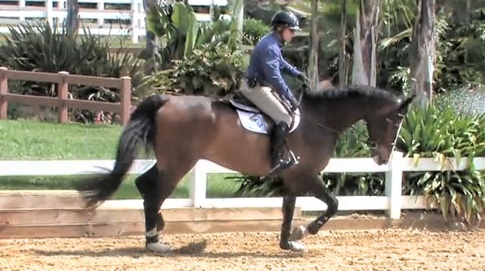 Exercises for Horses Heavy on the Forehand