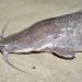 Red-tailed catfish &#8211; Orinok inhabitant of many aquariums