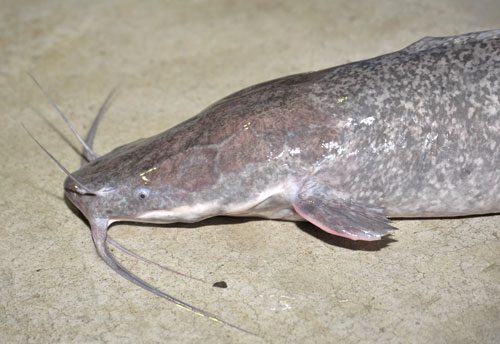 Exterior, keeping and breeding in captivity of catfish Clarius Angolan and spotted