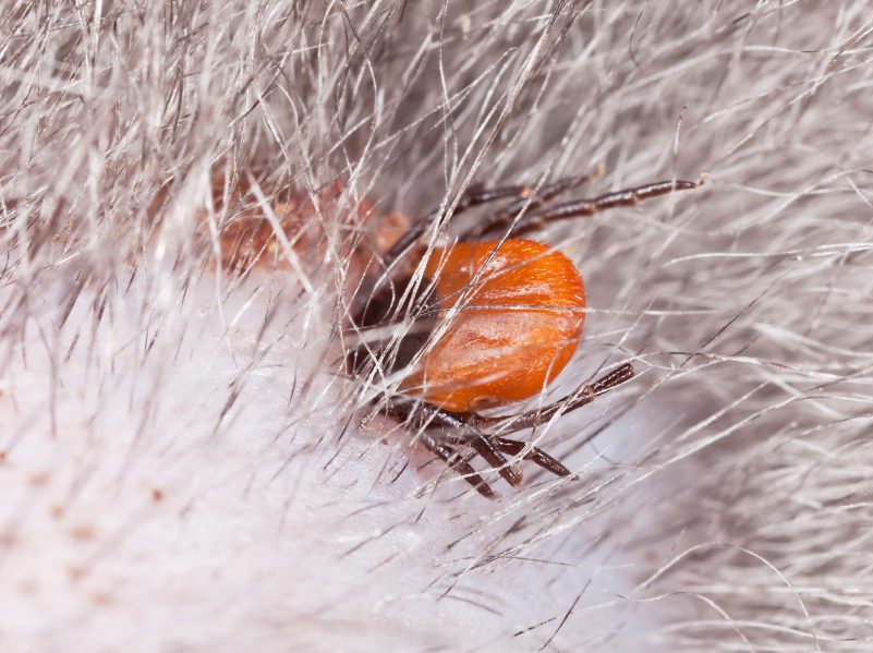External parasites of cats and dogs