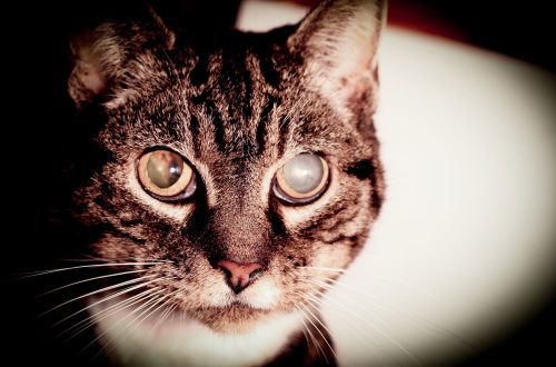 Eye cataract in cats: symptoms and treatment