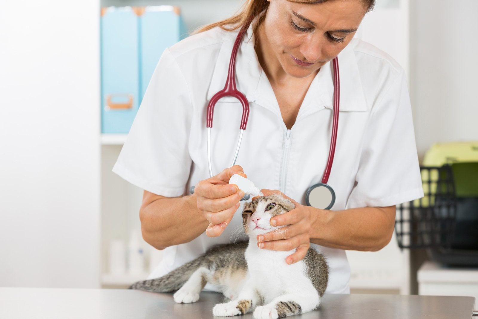 Eye diseases in cats: 6 most common problems