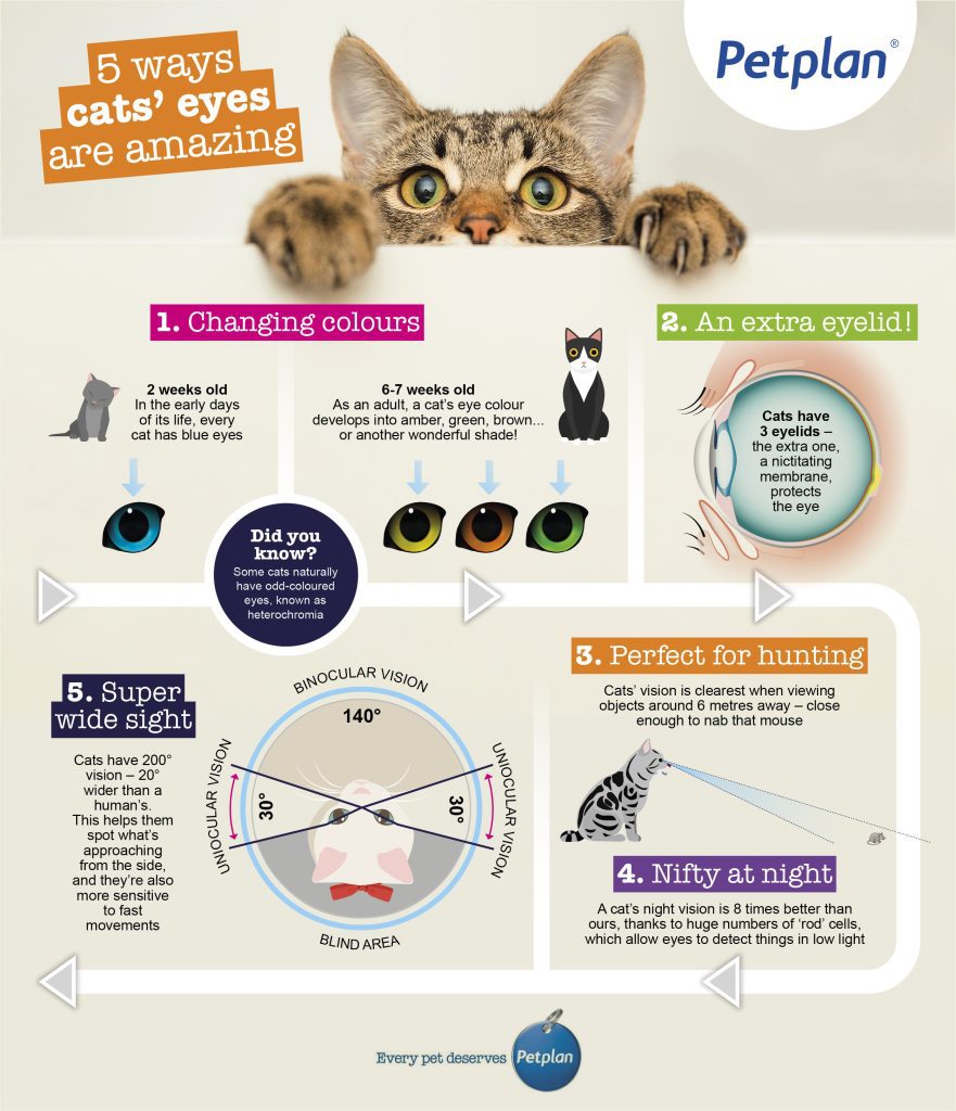 Eye diseases in cats: 6 most common problems