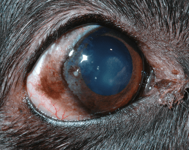 Eye diseases in dogs and cats