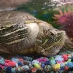 Eye diseases in red-eared turtles: symptoms and treatment