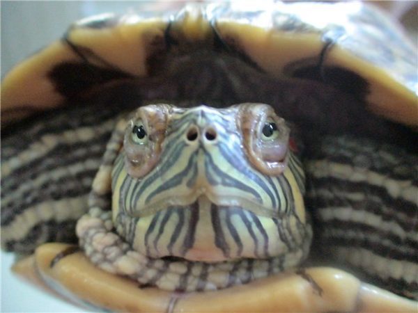 Eye diseases in red-eared turtles: symptoms and treatment