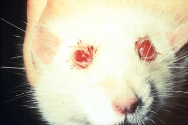 eye diseases in rodents