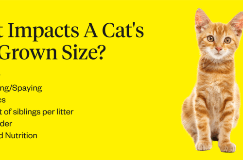 Factors affecting the size of cats and how old they grow