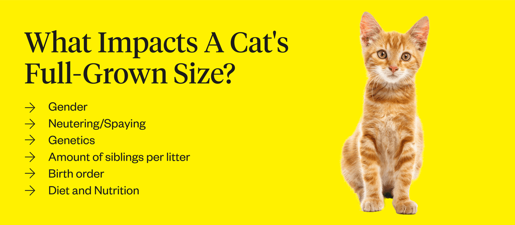 Factors affecting the size of cats and how old they grow