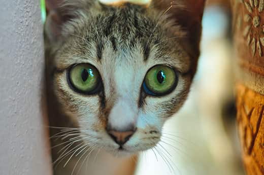 Fear of cats: ailurophobia and how to treat it