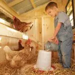 Features and options for keeping chickens at home