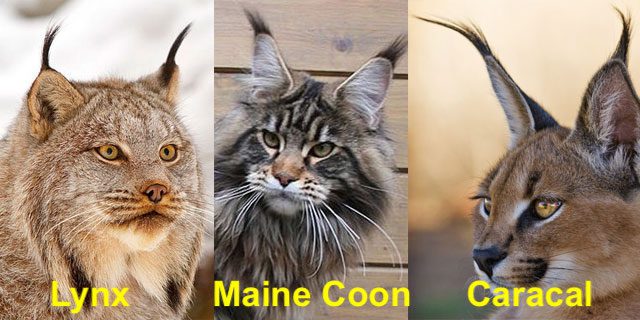 Features of cat breeds similar to a lynx, their care and feeding